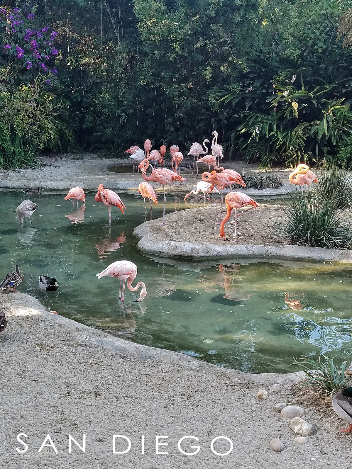 best zoo in the world san diego zoo
